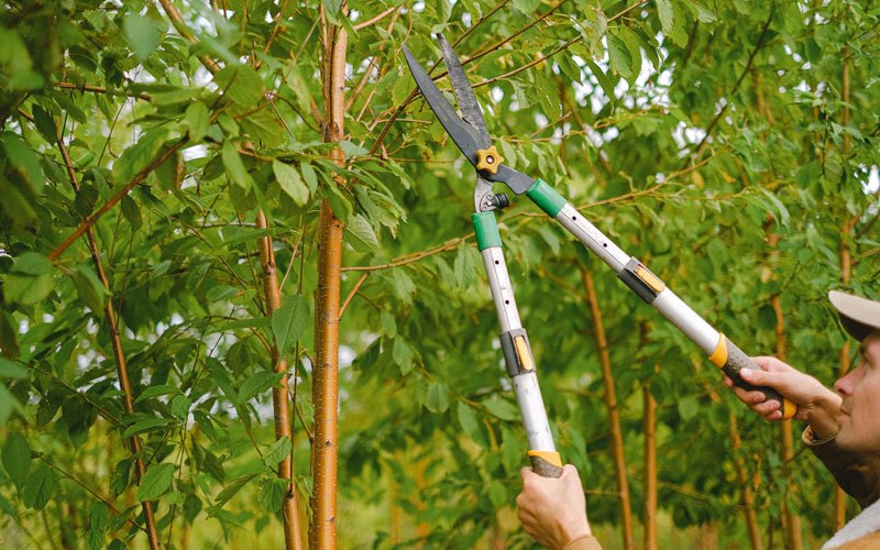 Tree trimming in Riverton, UT